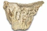 Dinosaur (Triceratops) Frill Shield Section - Montana #323021-1